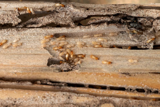 Best Cockroach Control Services  in Monee, IL